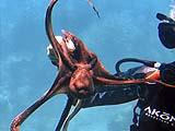 Maui Tours Maui Tours